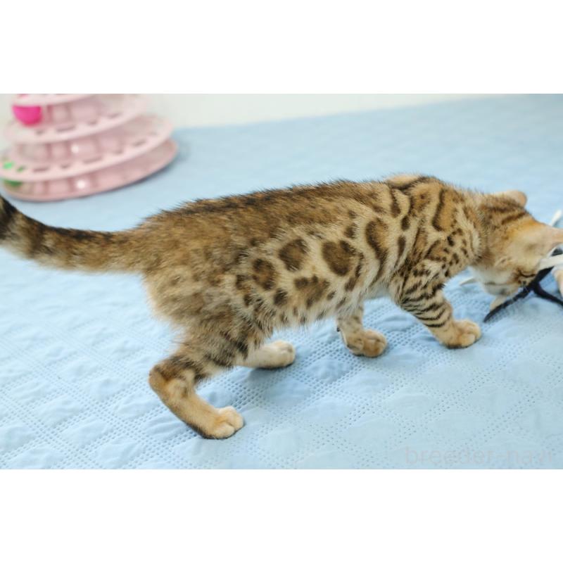 販売中の大阪府のベンガル-120252の4枚目